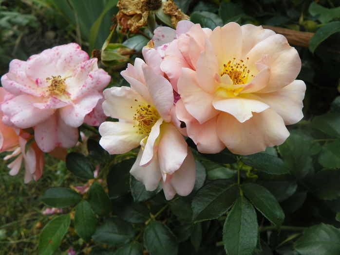 Aprikola - Trandafiri 2015 - 3