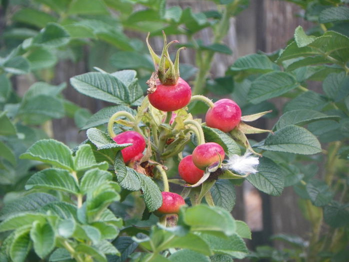 Belle Poitevine - macese