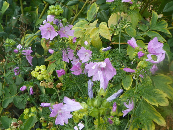 malva moschata Rosea - Toamna 2015