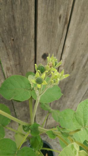 IMAG2117 - Tamarillo galben