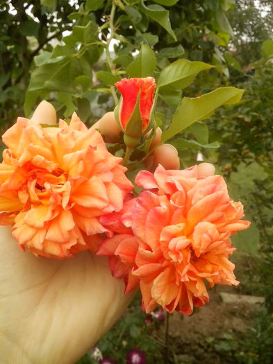 ALOHA - 0 TRANDAFIRI 2015