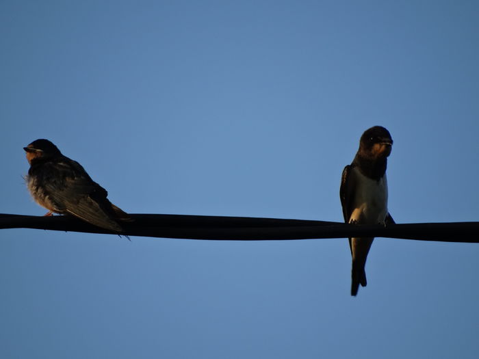 dimineata pe racoare la inceput de august - a-vizitatorii gradinii-2015