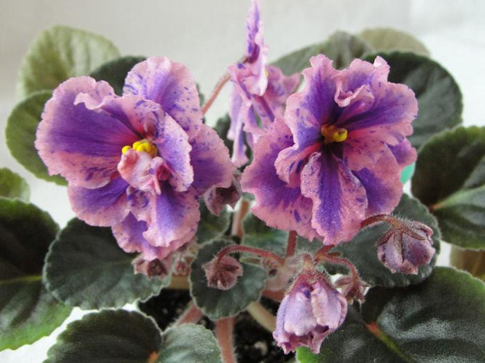 bridal bouquet Chimera