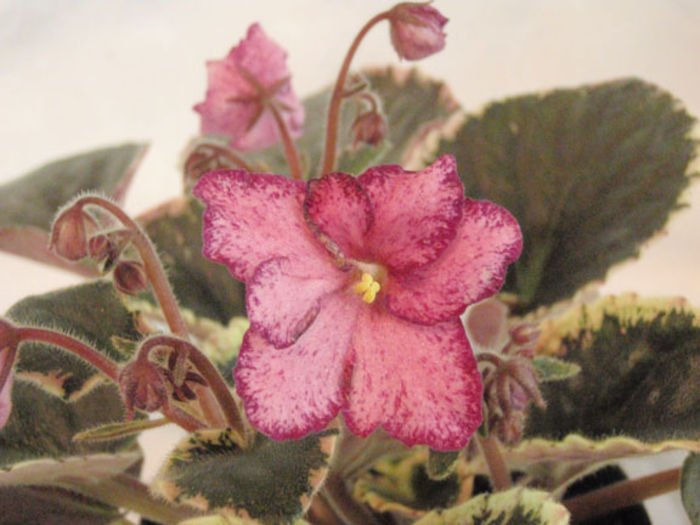 Buckeye Cranberry Sparkler