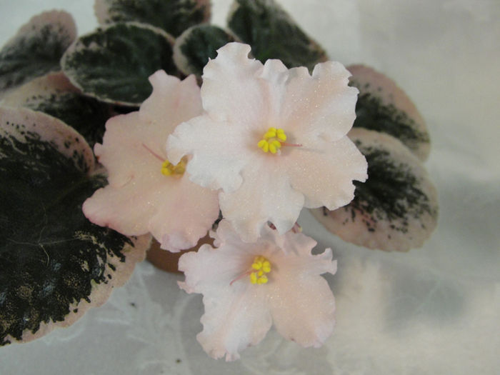 Buckeye Dresden China