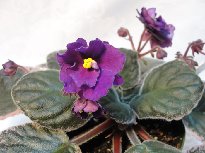 Buckeye Elderberry Wine