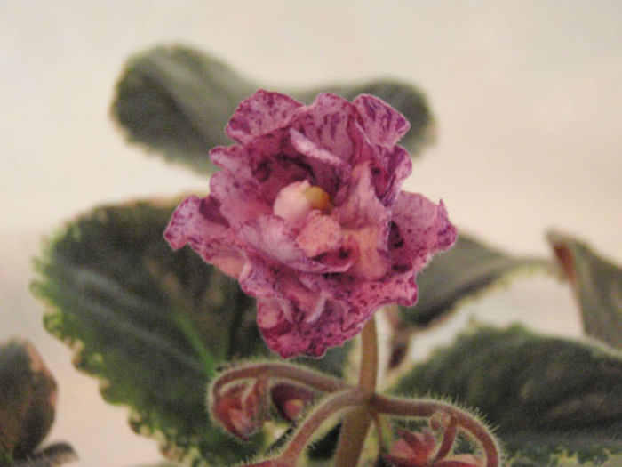 Buckeye Evermore Freckles