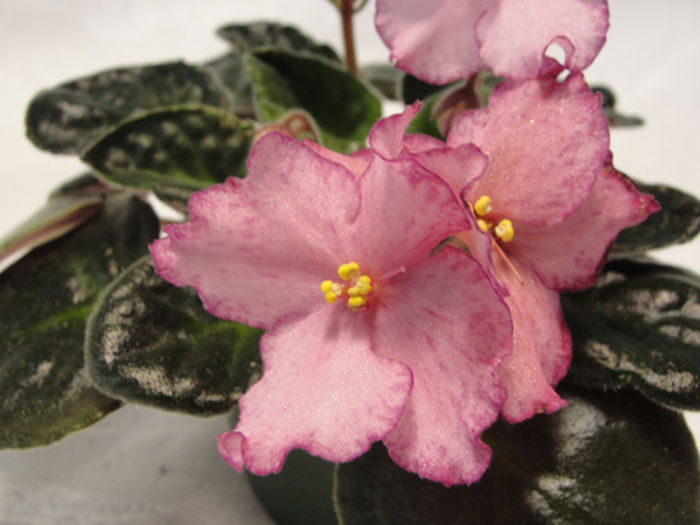 Buckeye Extravaganza