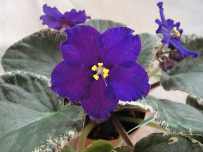 Buckeye First Kiss - 03-African violets