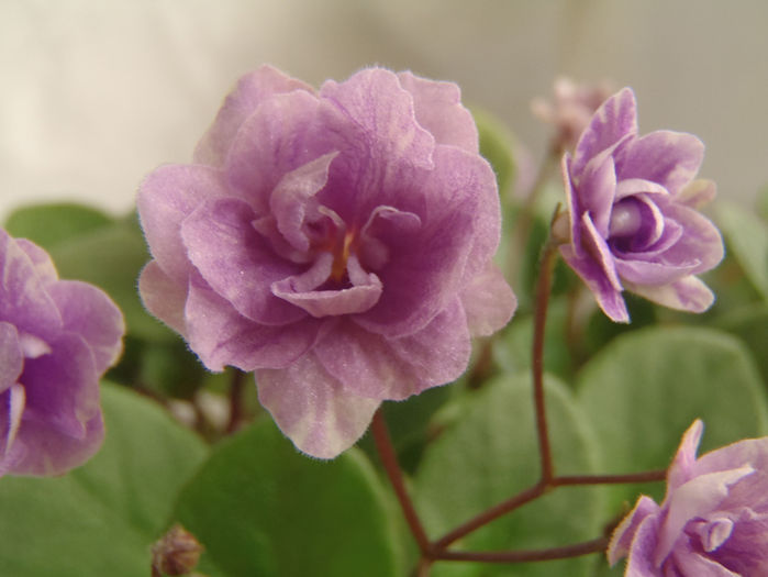 Cirelda - 03-African violets