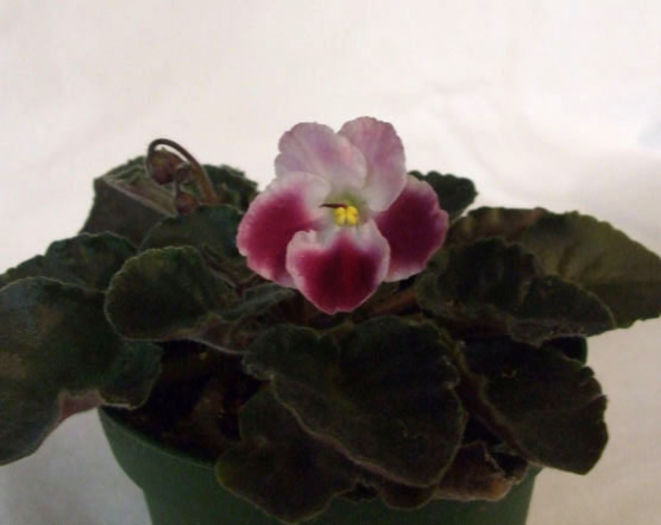 Crimson Ice - 03-African violets
