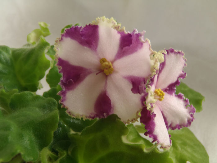 Crown Jewels Chimera - 03-African violets