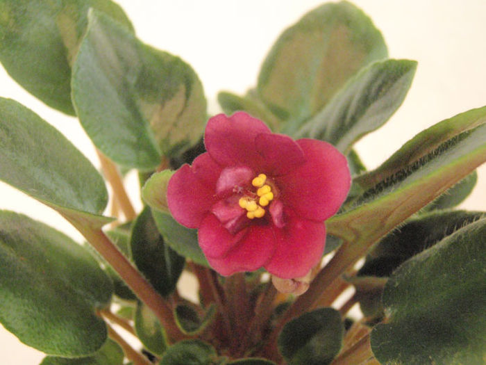 Dancin Trail - 03-African violets