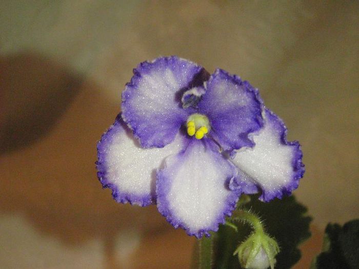 Debon - 03-African violets