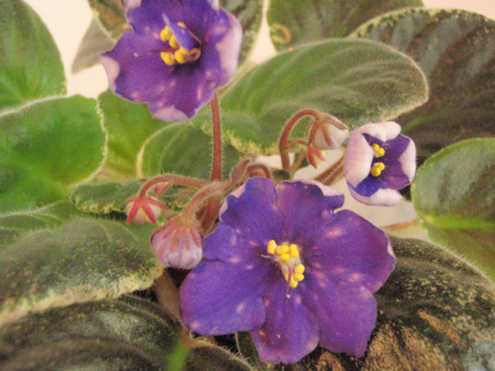 Decelle s Defi - 03-African violets