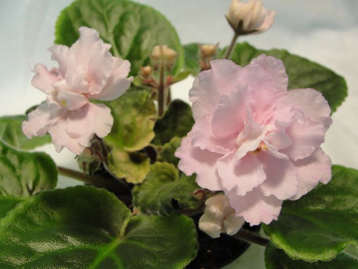 Donnas Baby Love - 03-African violets