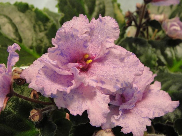 Donnas Crushed Anethyst - 03-African violets