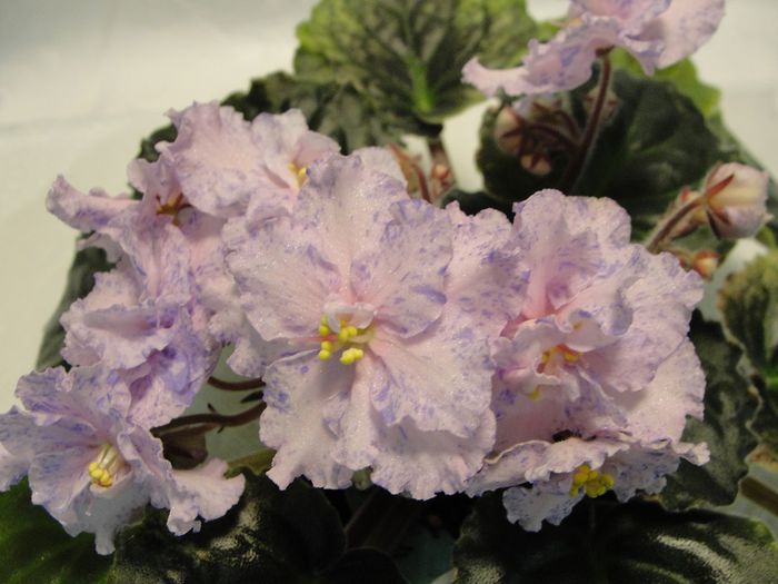 Donnas Mothers Love - 03-African violets