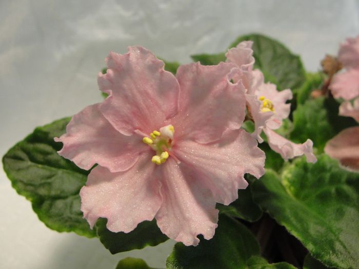 Donnas Spring Meadow - 03-African violets