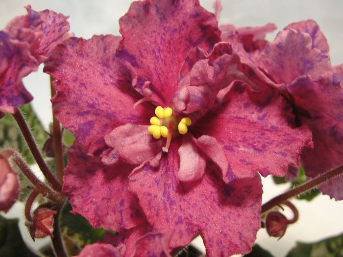Donnas Sunset - 03-African violets