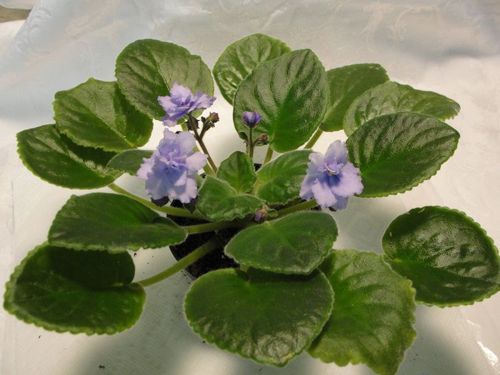 Donnas Twikight Snowfall - 03-African violets