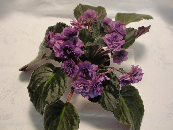 Double Black Cherry - 03-African violets