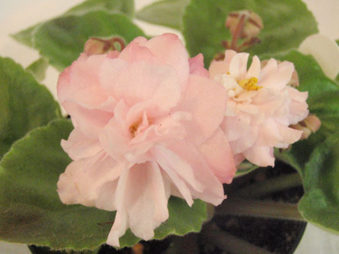 Dumplin - 03-African violets
