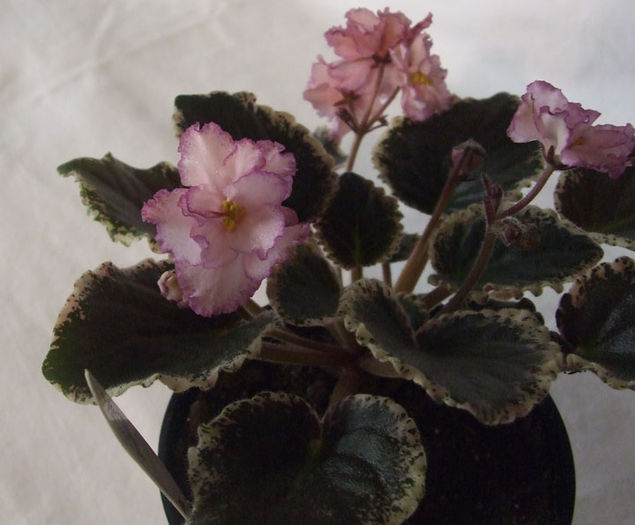 Elizabeth - 03-African violets
