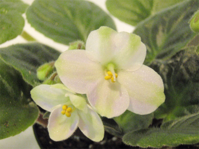 Emerald City Chimera - 03-African violets