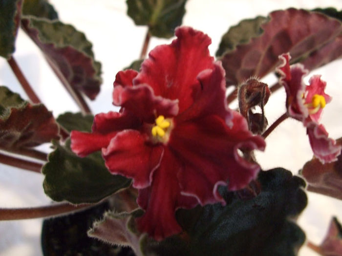 Emergency - 03-African violets