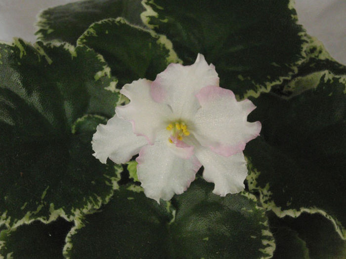 Enchanted April - 03-African violets