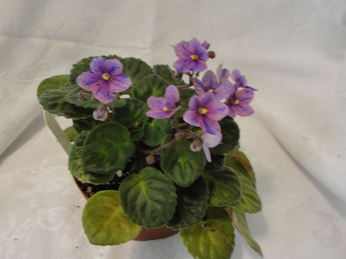 Enchanted Watercolor Chimera - 03-African violets