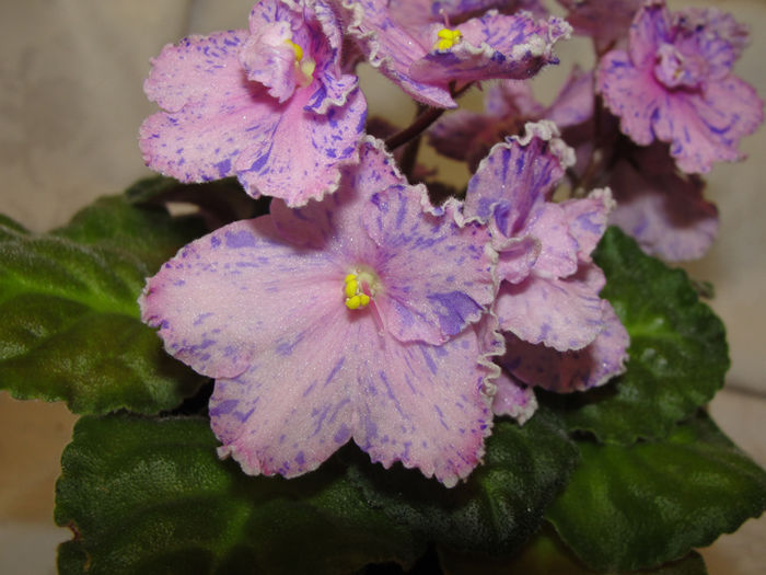 Ethel s Explosion - 03-African violets