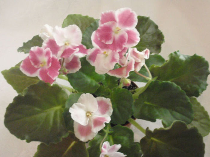 Ethels Reflection - 03-African violets