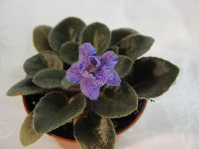 Everdina - 03-African violets