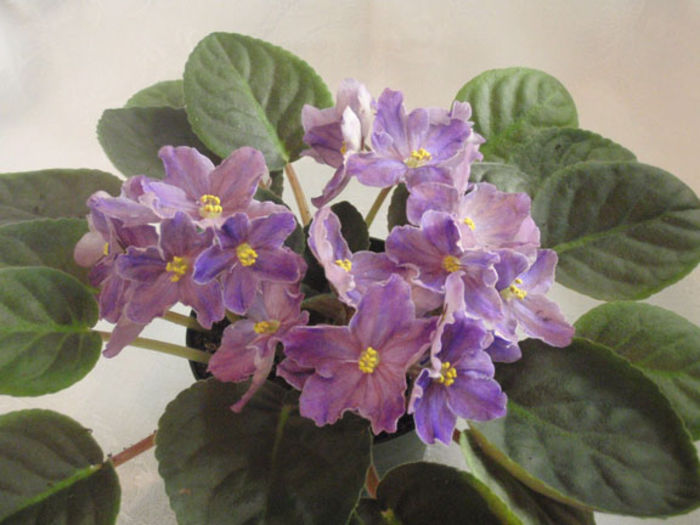 Festive Amethyst - 03-African violets