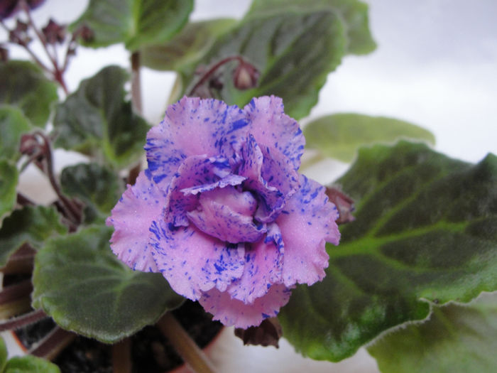 Forest Fantasy (Lesnaia Fantaziia) - 03-African violets