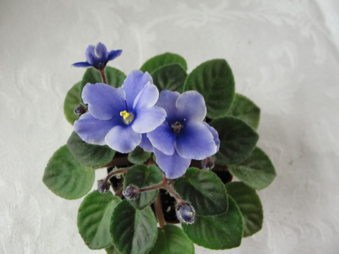 Frosted Demin - 03-African violets