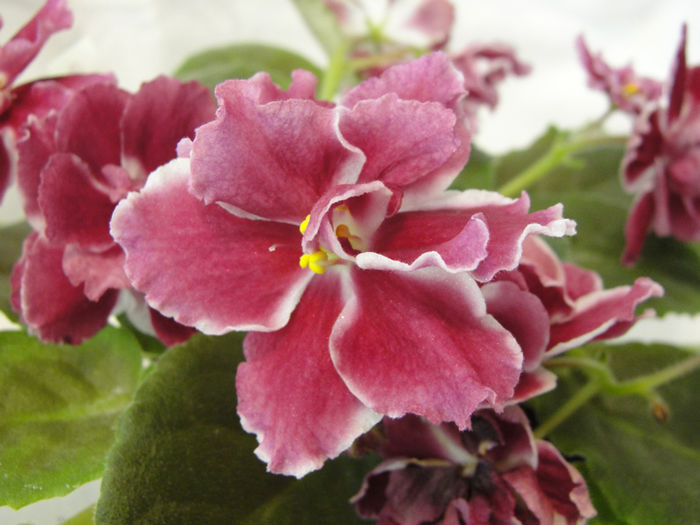 Frosty Cherry (Moroznaia Vishnia) - 03-African violets