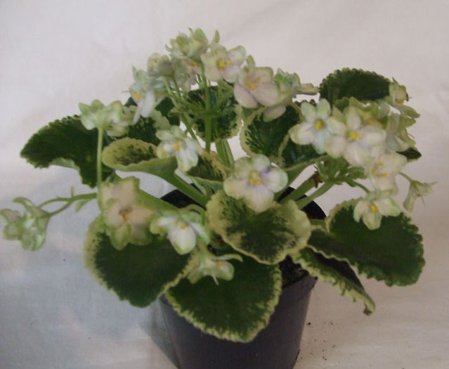 Frozen In Time - 03-African violets