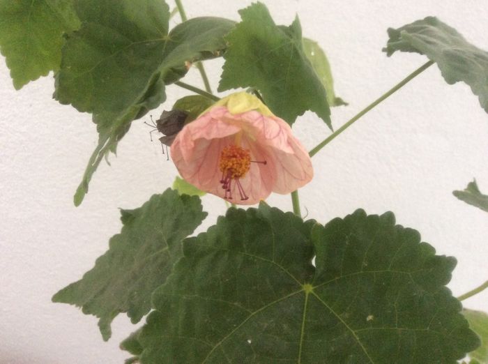 image - diverse plante de camera