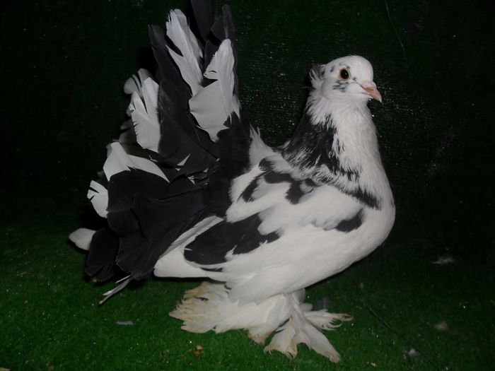 Mascul - Porumbei-amintiri