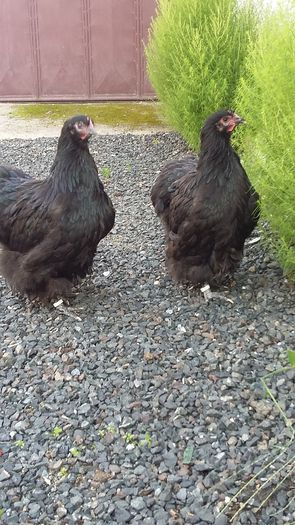 20150912_164426 - Gaini si cocosi Cochinchina galben Orpington galben auriu si negru 2015