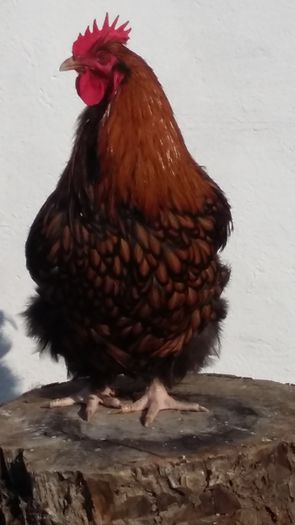 20150912_165425 - Gaini si cocosi Cochinchina galben Orpington galben auriu si negru 2015