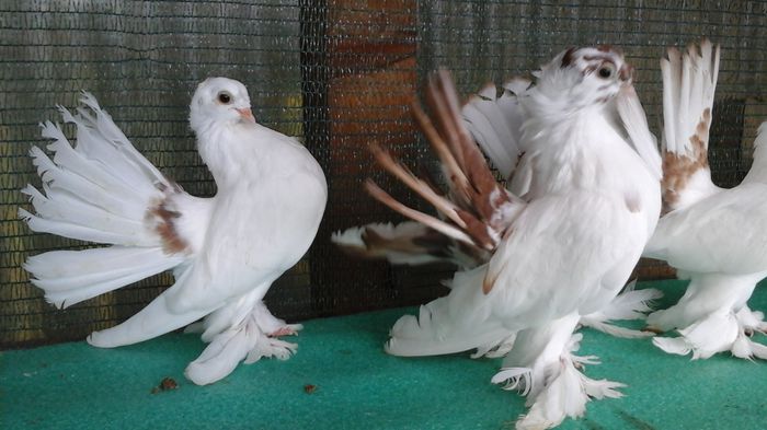 20150912_171624 - Orizonturi pt obtinerea de Nord Caucazian cu coada rosie  red tail pigeons