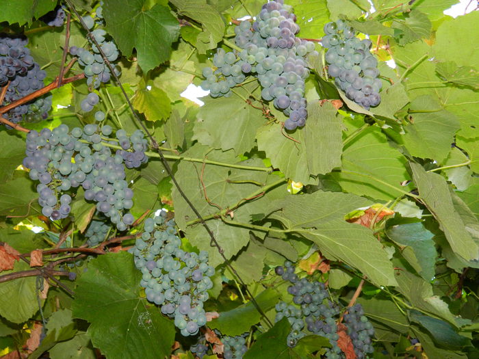 DSCN7583