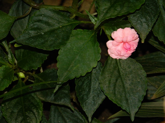 DSCN7592