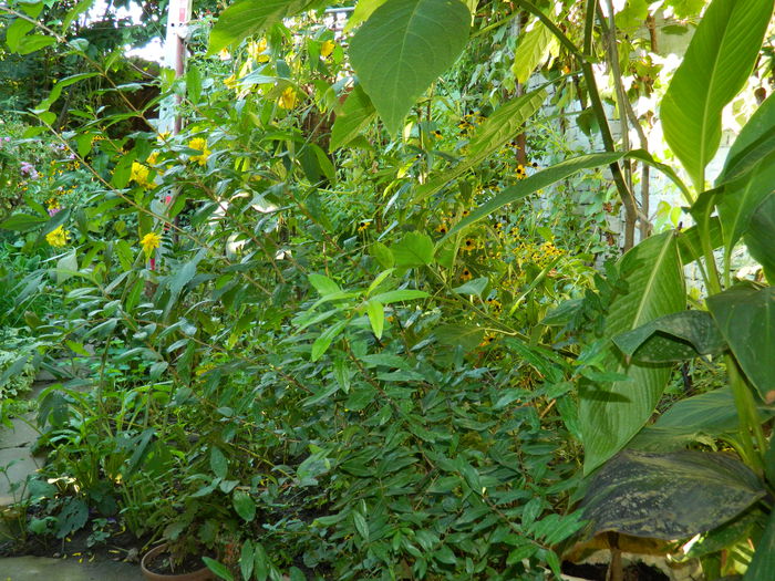 DSCN7597