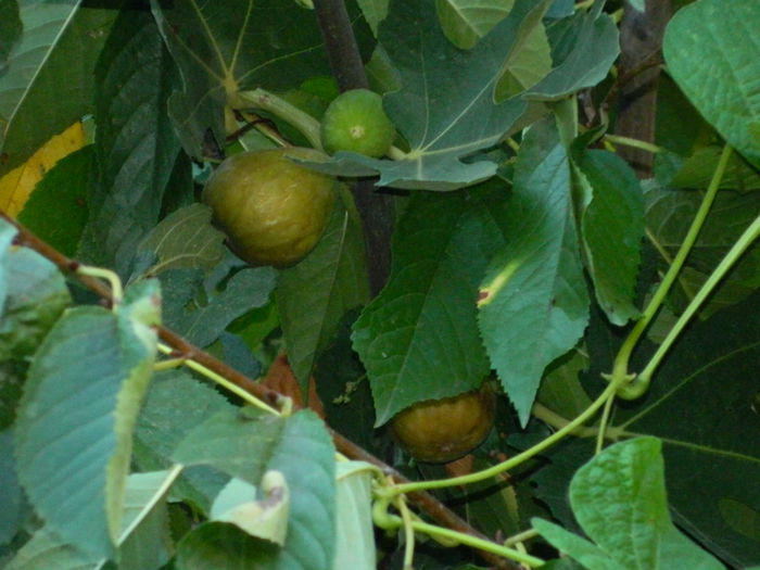DSCN7601