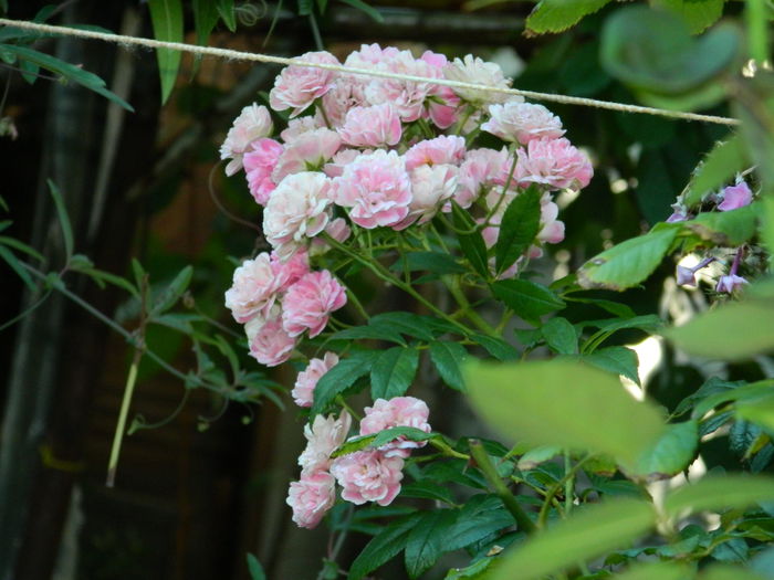 DSCN7604